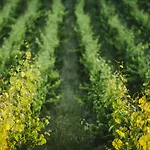 Tenuta Cantagallo Farmház Montelupo Fiorentino