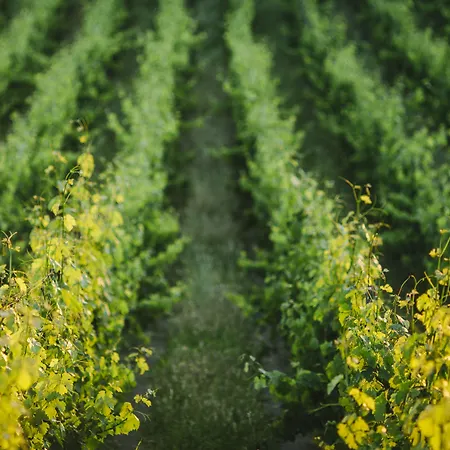 Tenuta Cantagallo Çiftlik konaklama Montelupo Fiorentino